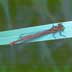 large red damselfly